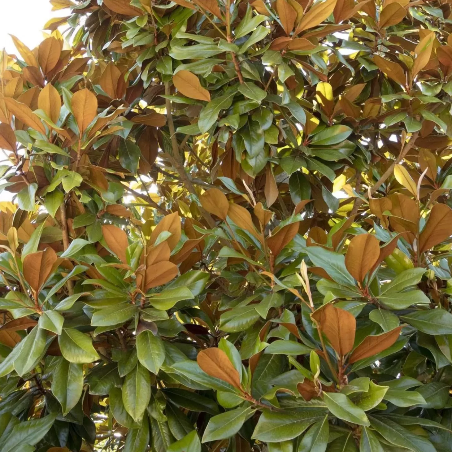 Landscape Plants>Roger's Gardens Magnolia Grandiflora 'Bracken' - Bracken's Brown Beauty Magnolia - 7 Gallon