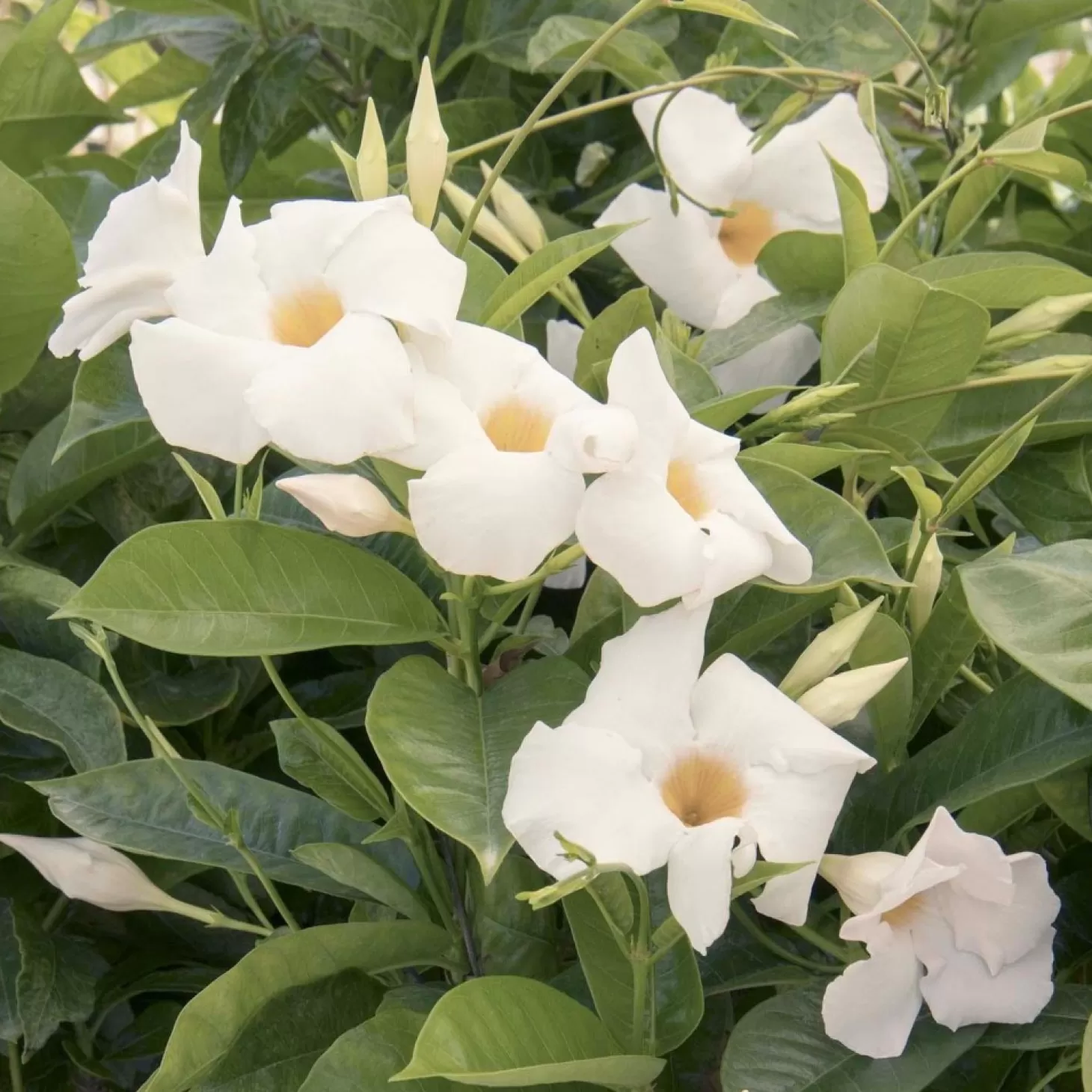 Landscape Plants>Roger's Gardens Mandevilla 'sun Parasol White'® Pp - Sun Parasol White Mandevilla - 2 Gallon
