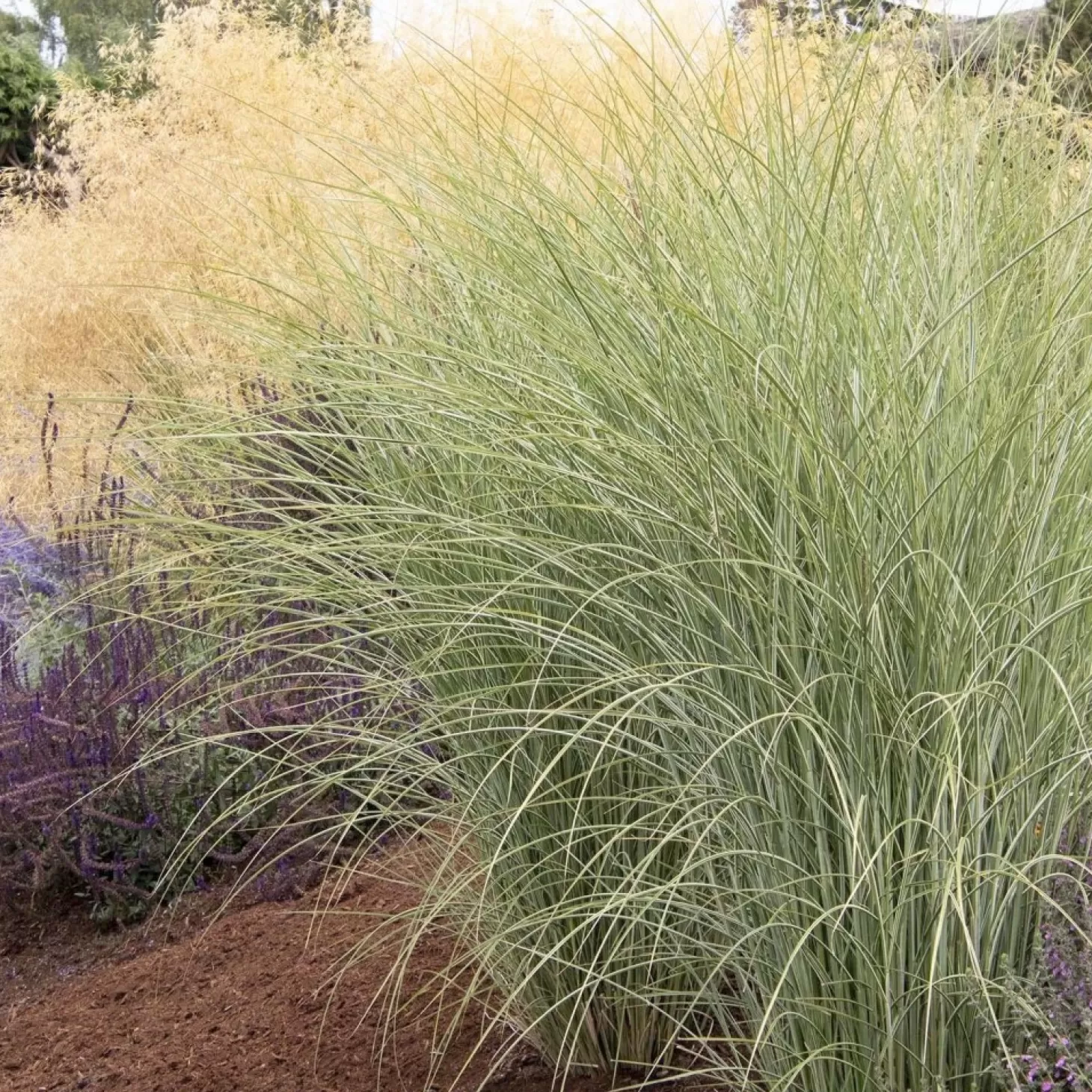 Landscape Plants>Roger's Gardens Miscanthus 'Morning Light' - Morning Light Maiden Grass - 5 Gallon