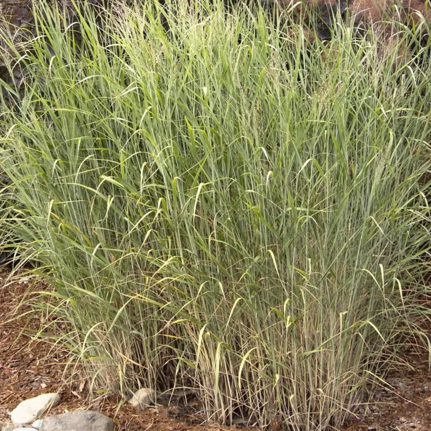 Landscape Plants>Roger's Gardens Panicum Vir. 'Heavy Metal' - Heavy Metal Blue Switch Grass - 5 Gallon