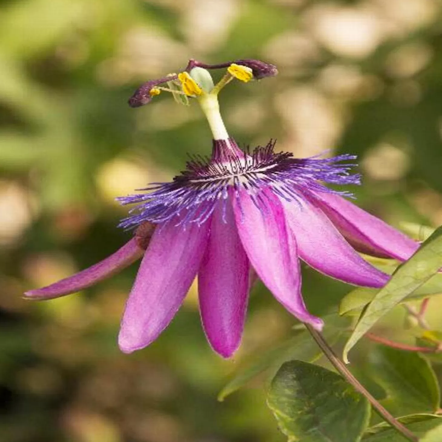 Landscape Plants>Roger's Gardens Passiflora 'Lavender Lady - Lavender Lady Passion Vine - 1 Gallon