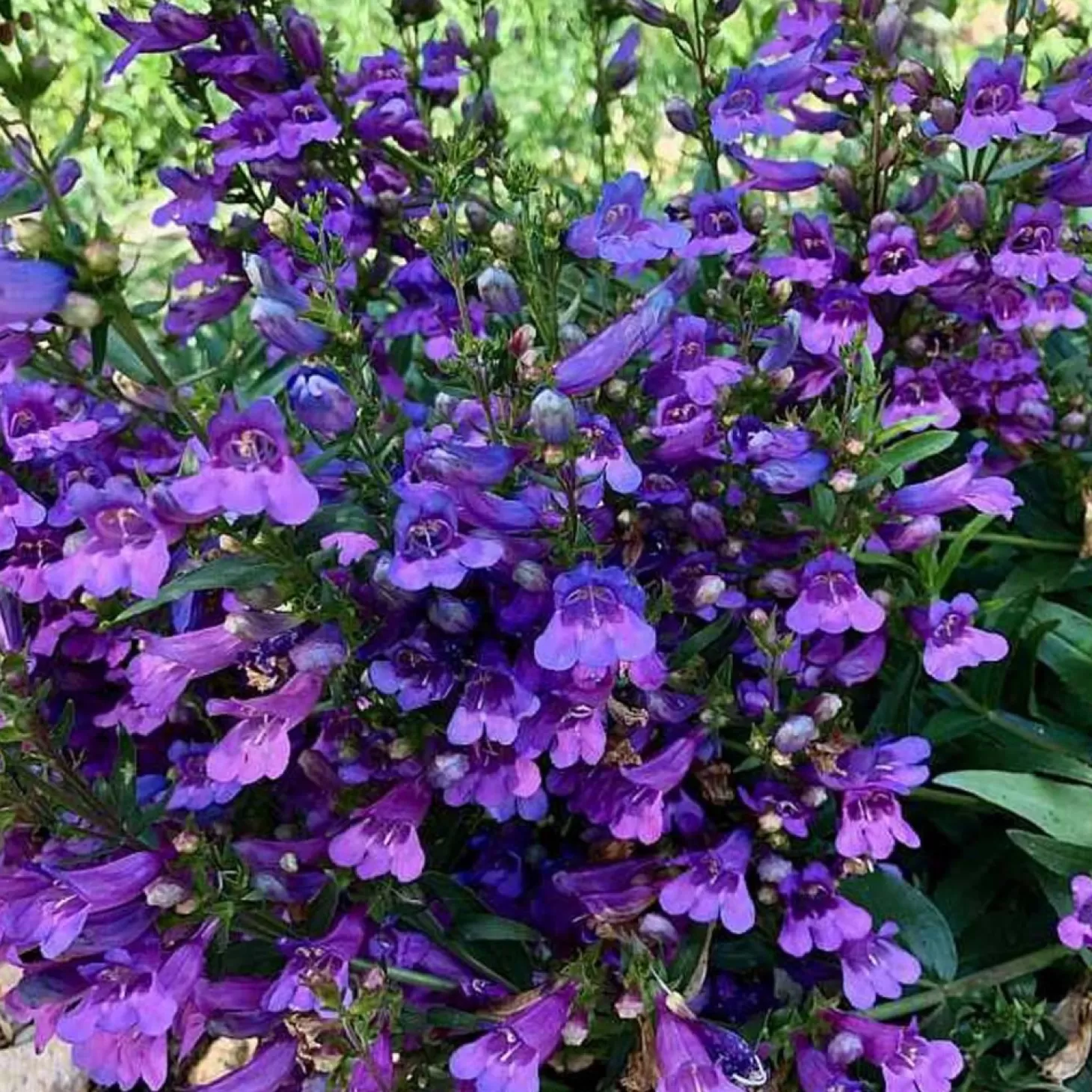 Hummingbird Plants>Roger's Gardens Penstemon 'Catherine Mare' - Catherine Mare Penstemon - 1 Gallon