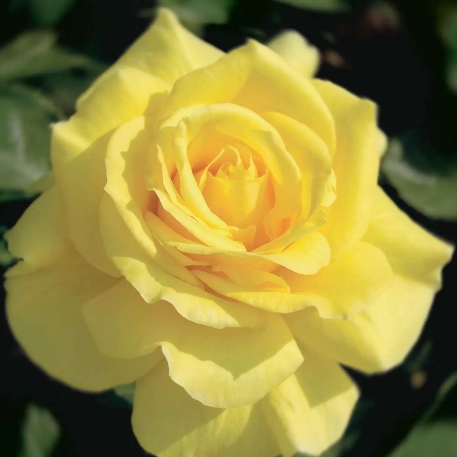 Roses>Roger's Gardens Phyllis Diller - 5 Gallon