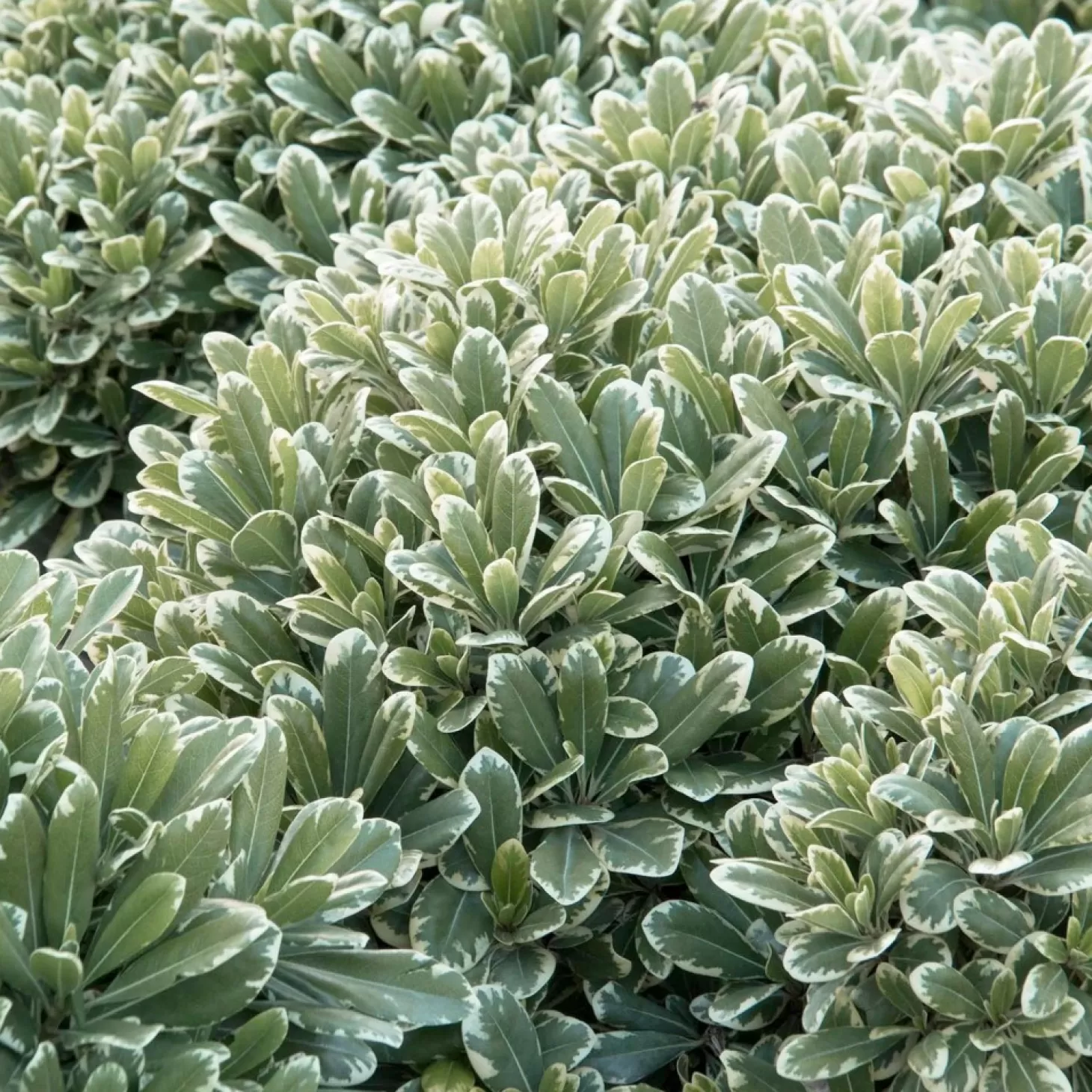 Landscape Plants>Roger's Gardens Pittosporum 'Cream De Mint'® - Cream De Mint Dwarf Pittosporum - 5 Gallon