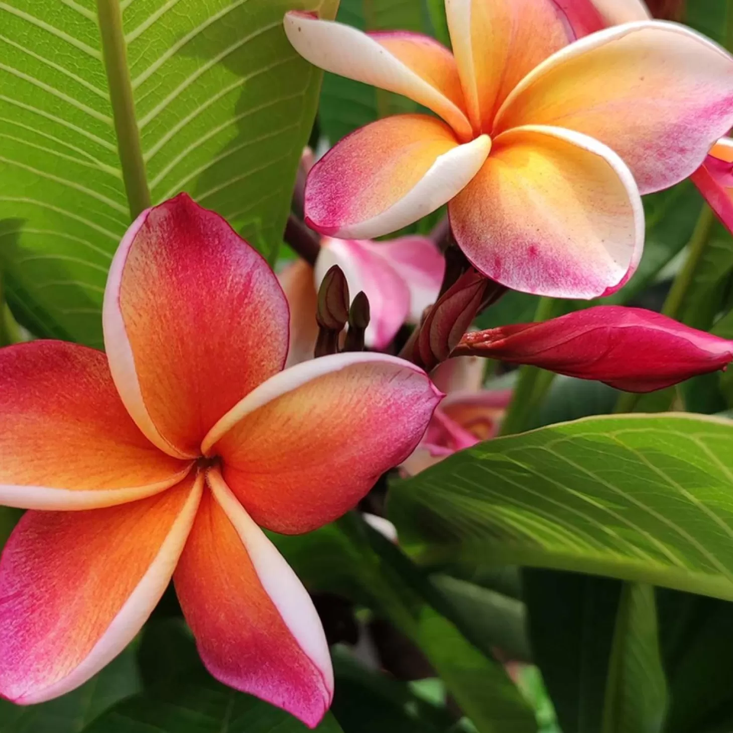 Landscape Plants>Roger's Gardens Plumeria "Dwarf Miniature" 8In - Assorted Colors
