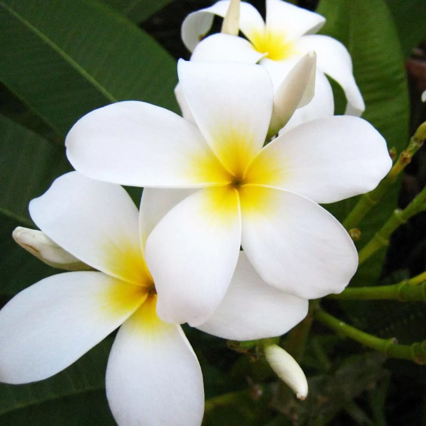 Landscape Plants>Roger's Gardens Plumeria "Dwarf Miniature" 8In - Assorted Colors
