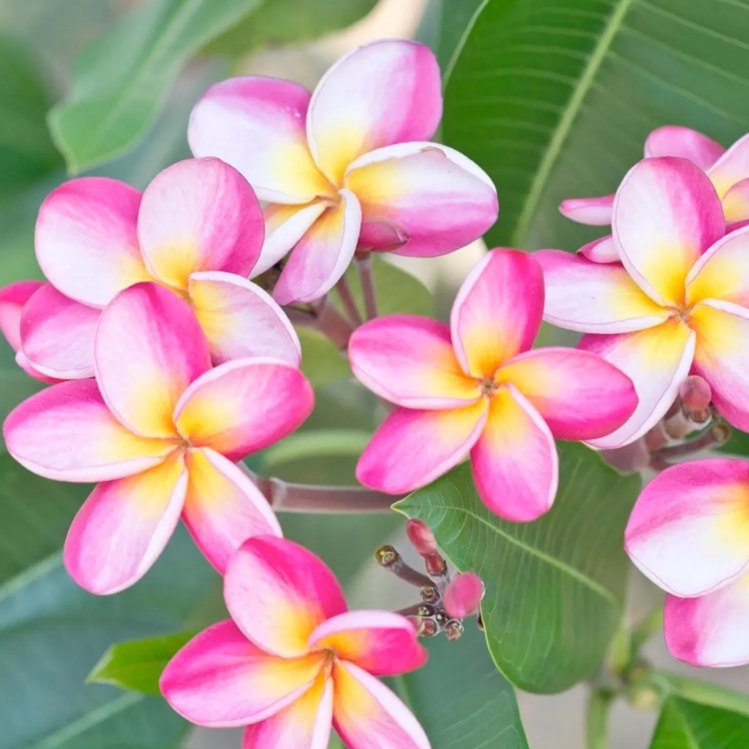 Landscape Plants>Roger's Gardens Plumeria "Dwarf Miniature" 8In - Assorted Colors