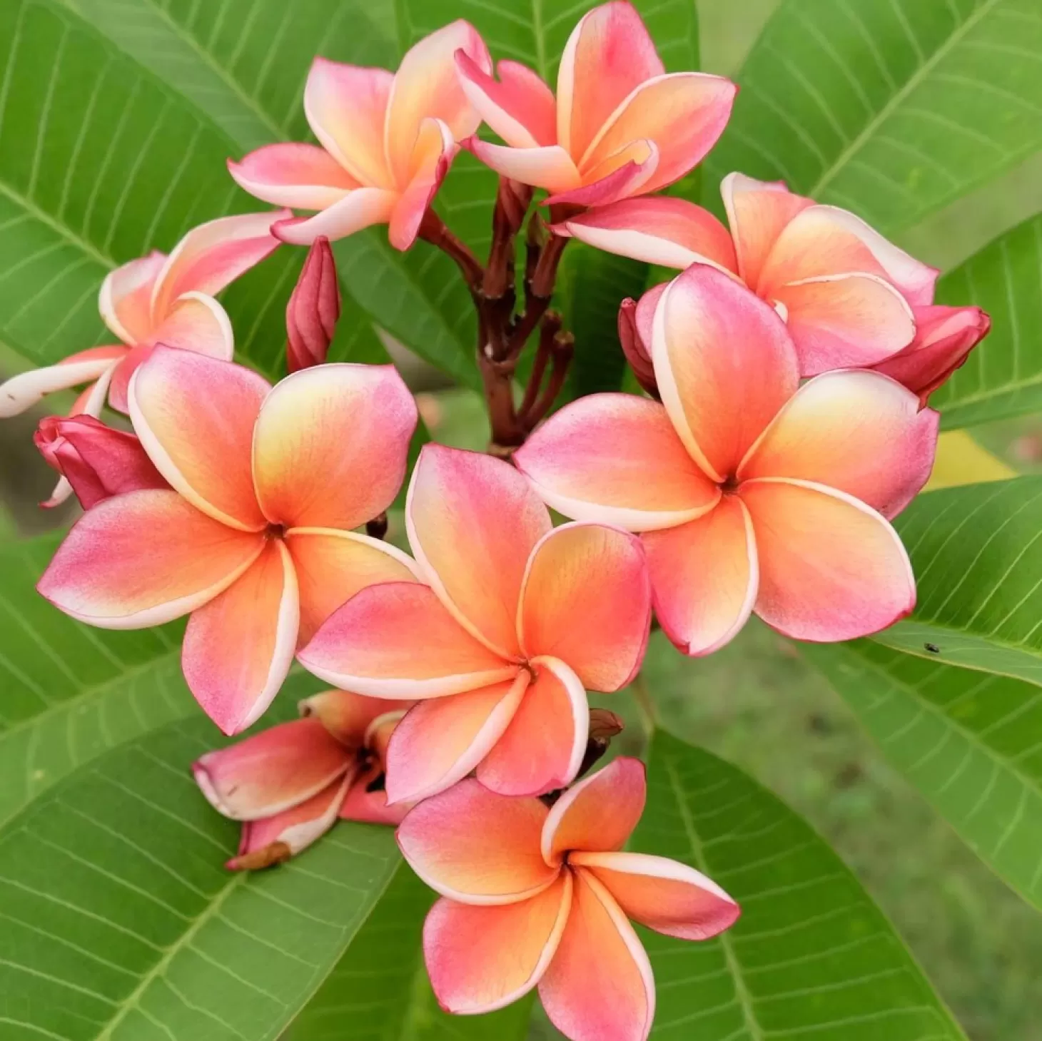 Landscape Plants>Roger's Gardens Plumeria "Dwarf Miniature" 8In - Assorted Colors