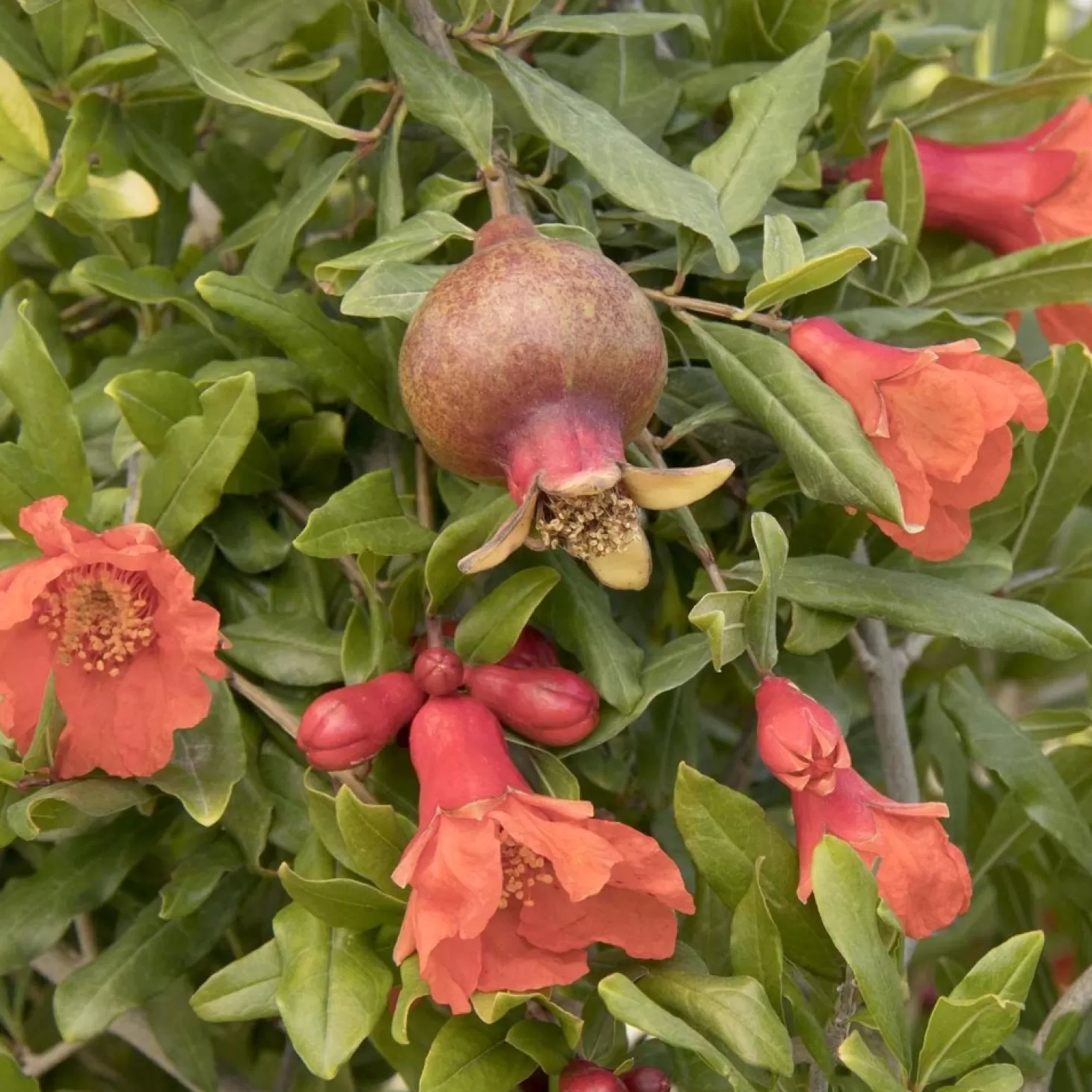 Landscape Plants>Roger's Gardens Pomagranate 'smith Angel Red'® Pp - Angel Red Pomegranate - 2 Gallon