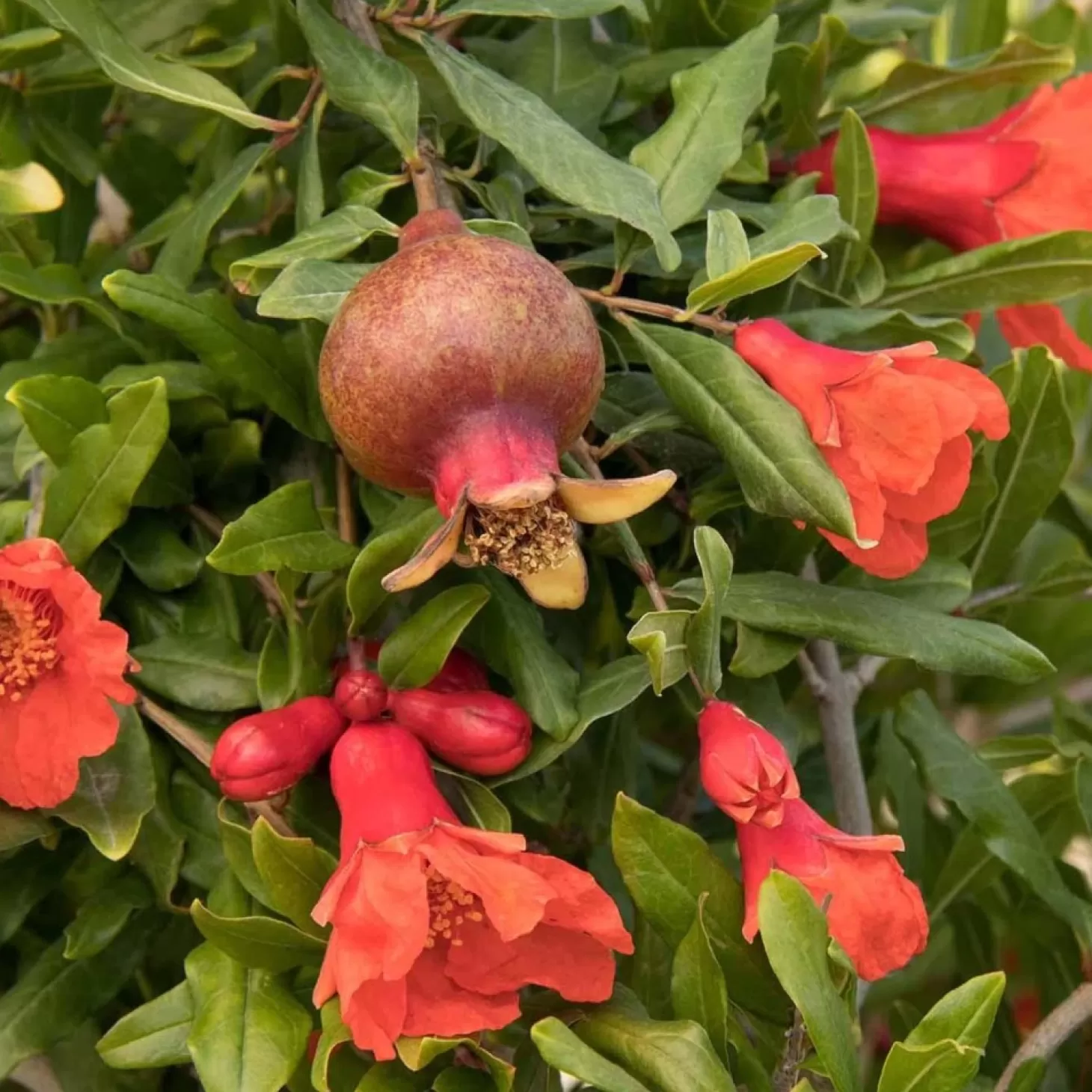 Landscape Plants>Roger's Gardens Pomagranate 'smith Angel Red'® Pp - Angel Red Pomegranate - 5 Gallon