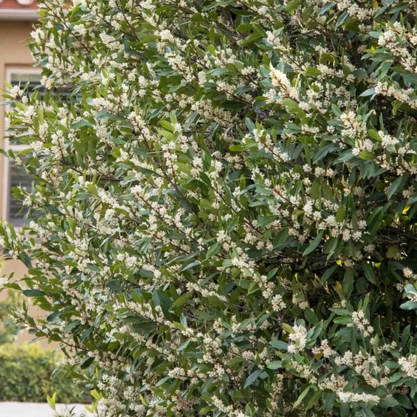 Landscape Plants>Roger's Gardens Prunus 'Bright N Tight'™ - Bright 'N Tight Carolina Laurel - 10 Gallon