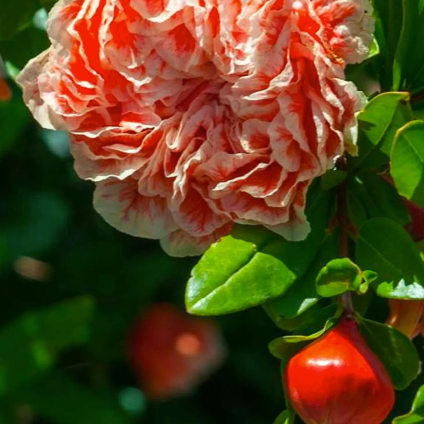 Landscape Plants>Roger's Gardens Punica Gr. 'California Sunset' - California Sunset Pomegranate - 5 Gallon