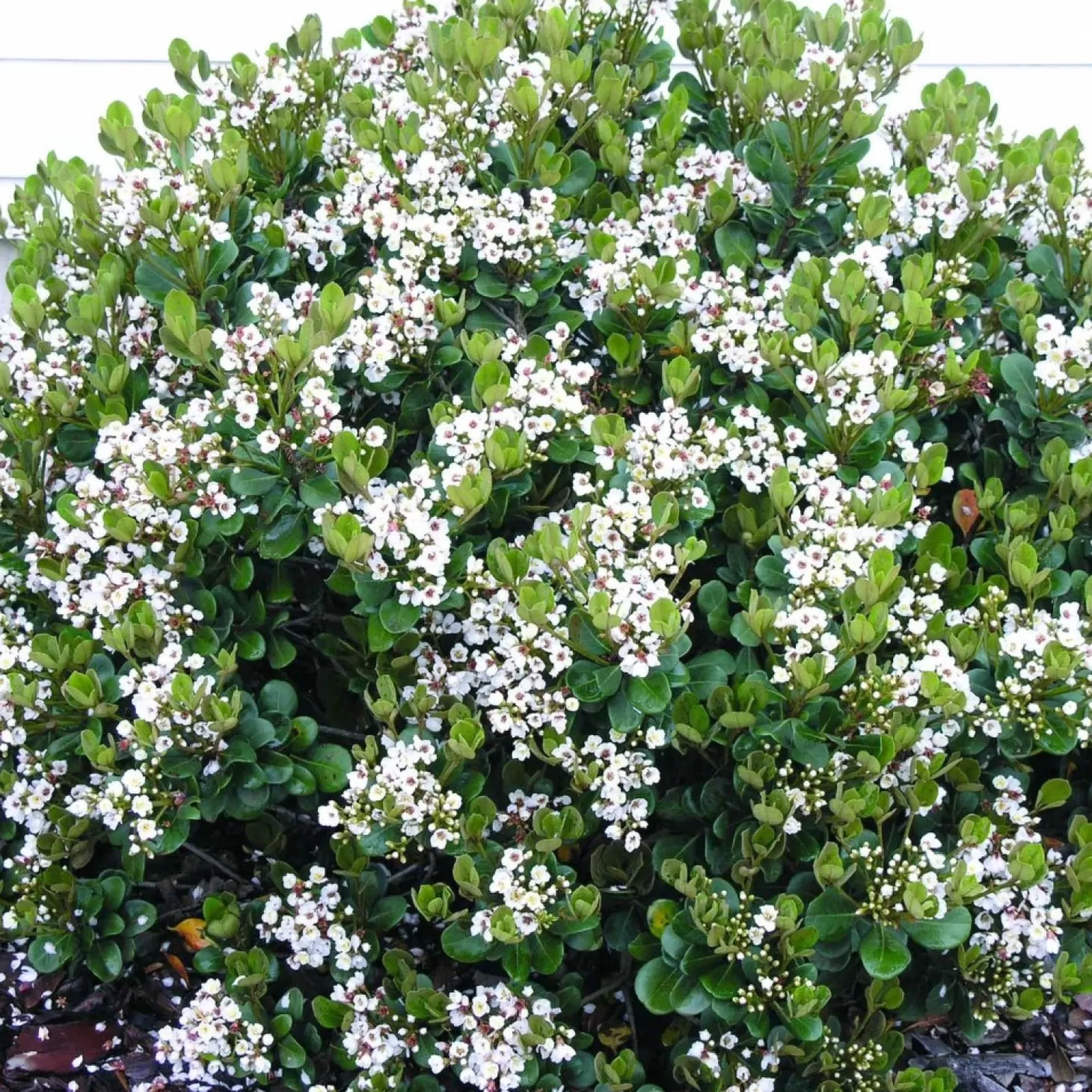 Landscape Plants>Roger's Gardens Rhaphiolepis 'Georgia Petite' - Georgia Petite Indian Hawthorn - 2 Gallon