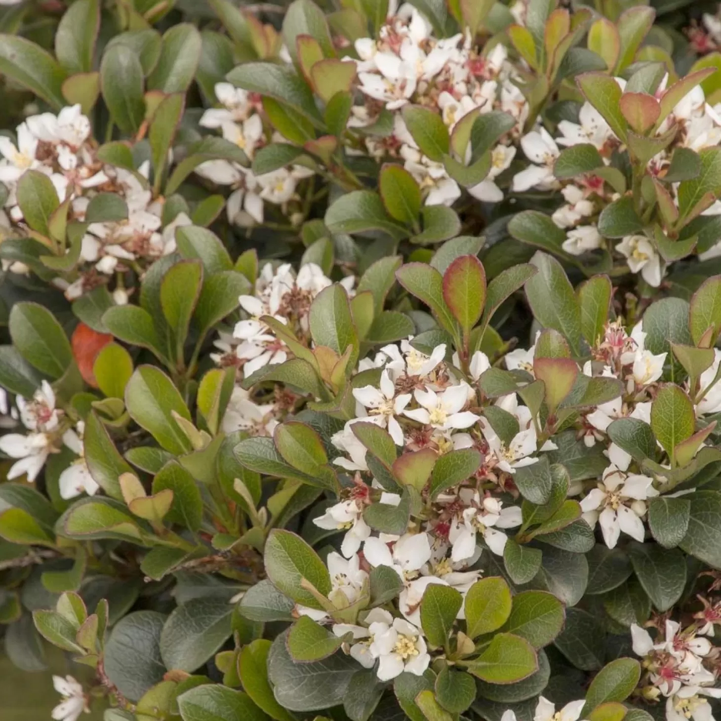 Landscape Plants>Roger's Gardens Rhaphiolepis 'southern Moon'® Pp - Southern Moon Yedda Hawthorn - 1 Gallon