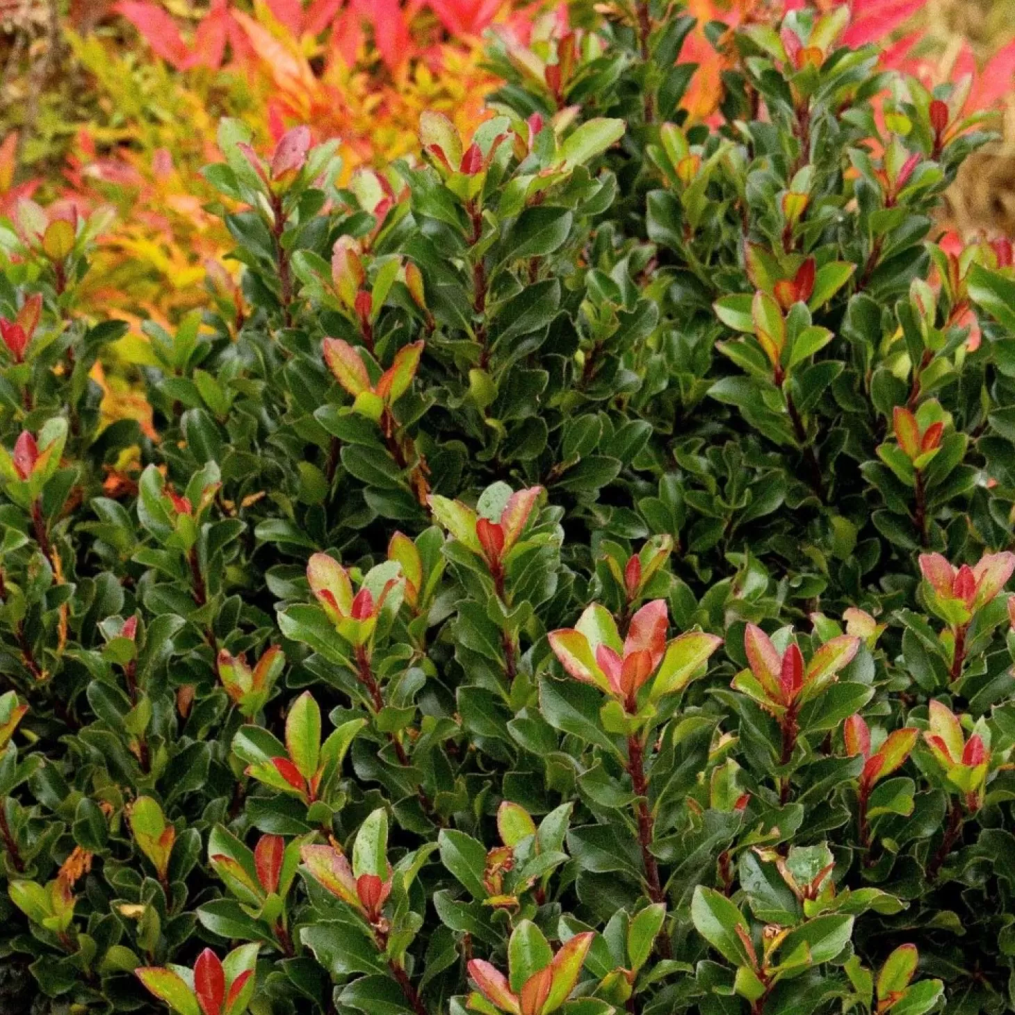 Landscape Plants>Roger's Gardens Rhaphiolepis Umbellata 'Minor' - Dwarf Yedda Hawthorn - 5 Gallon
