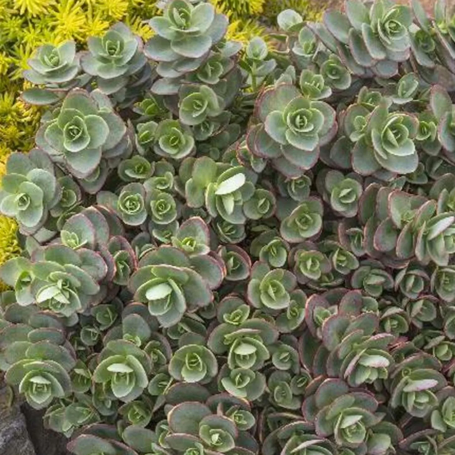Landscape Plants>Roger's Gardens Sedum 'sparkler Lime Zinger'® Pp - Lime Zinger Stonecrop - 1 Gallon