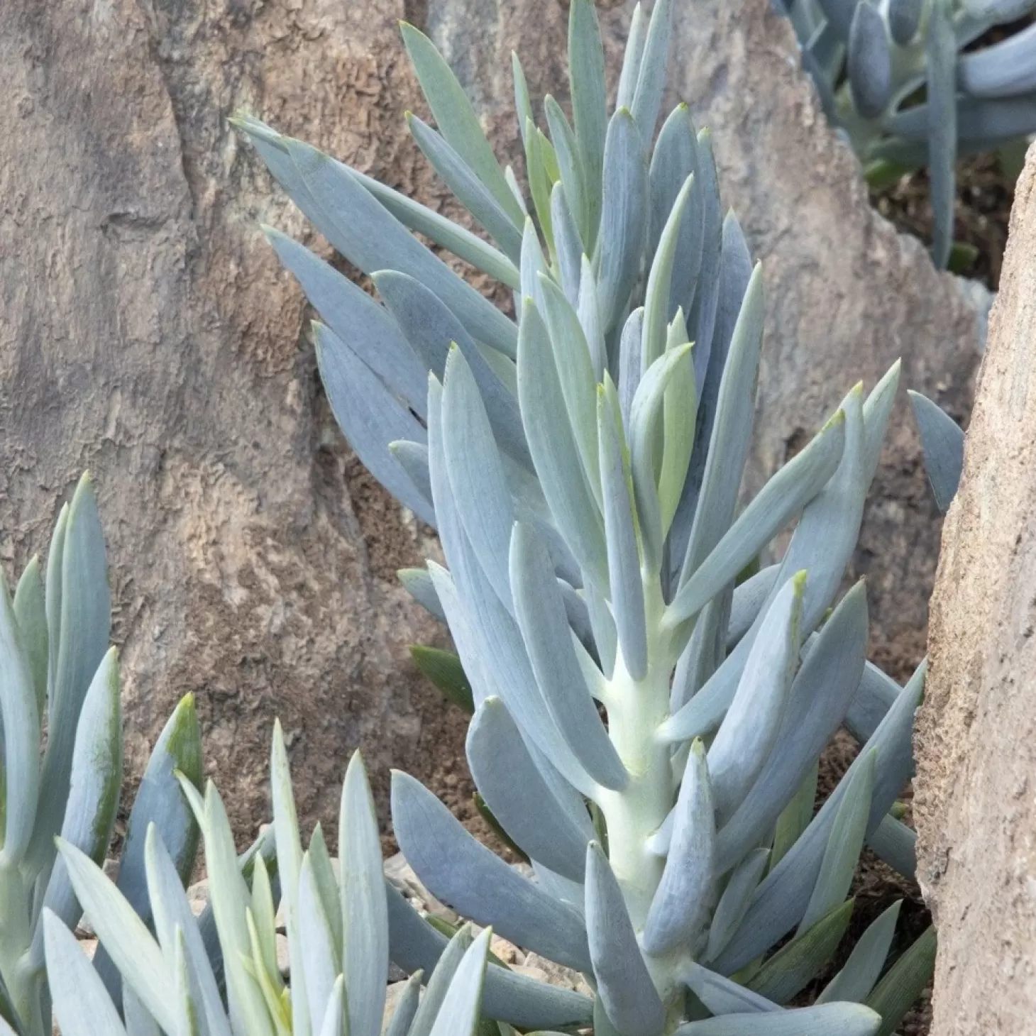 Landscape Plants>Roger's Gardens Senecio 'Mt Everest' Pp - Mount Everest Big Blue Chalksticks - 2 Gallon