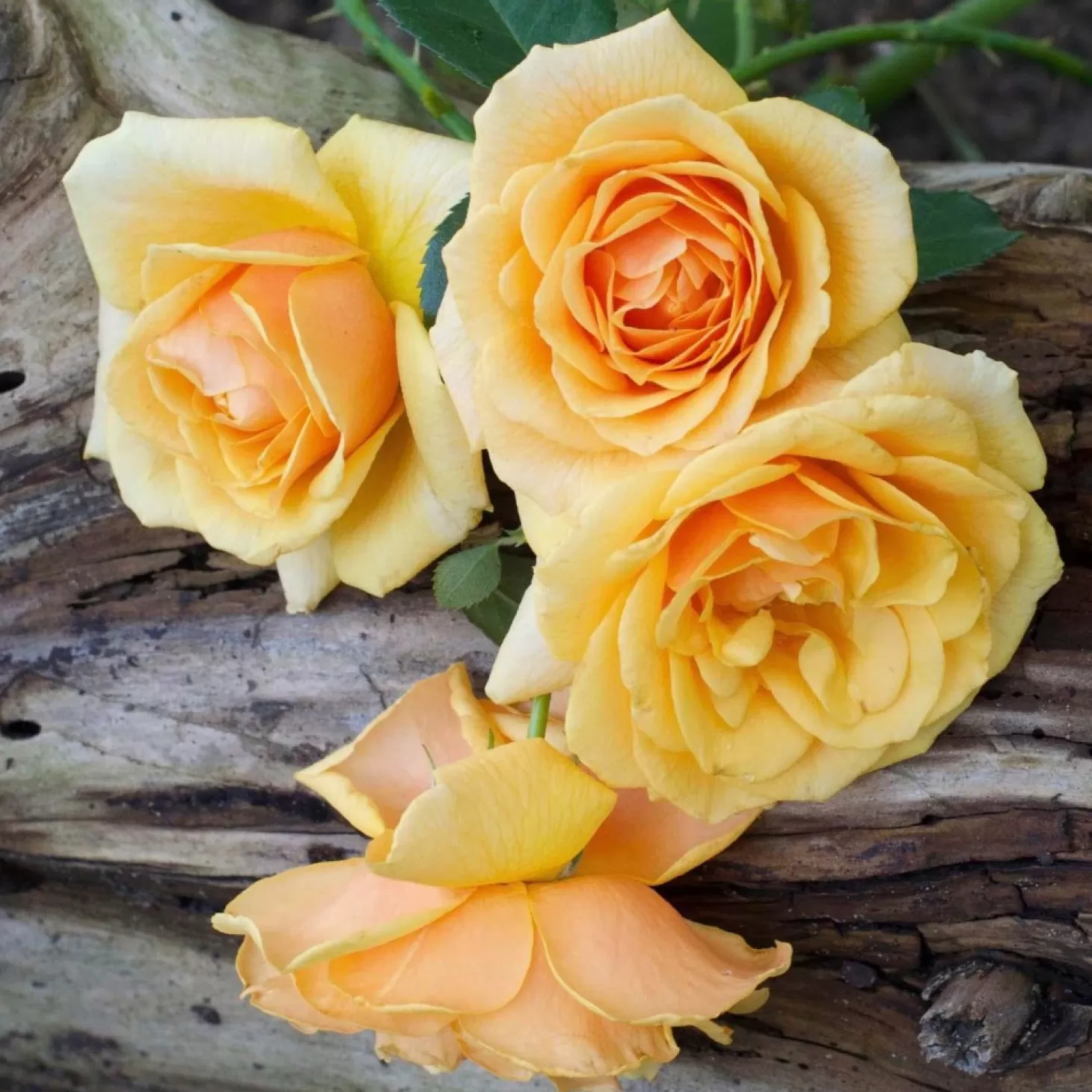 Roses>Roger's Gardens St. Tropez - 5 Gallon
