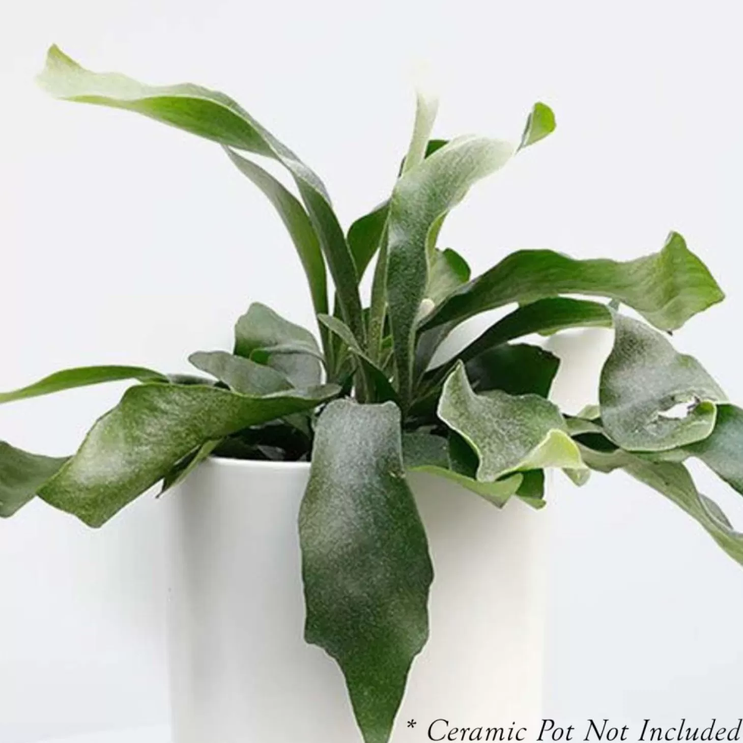Indoor Plants>Roger's Gardens Staghorn Fern - 8" Pot