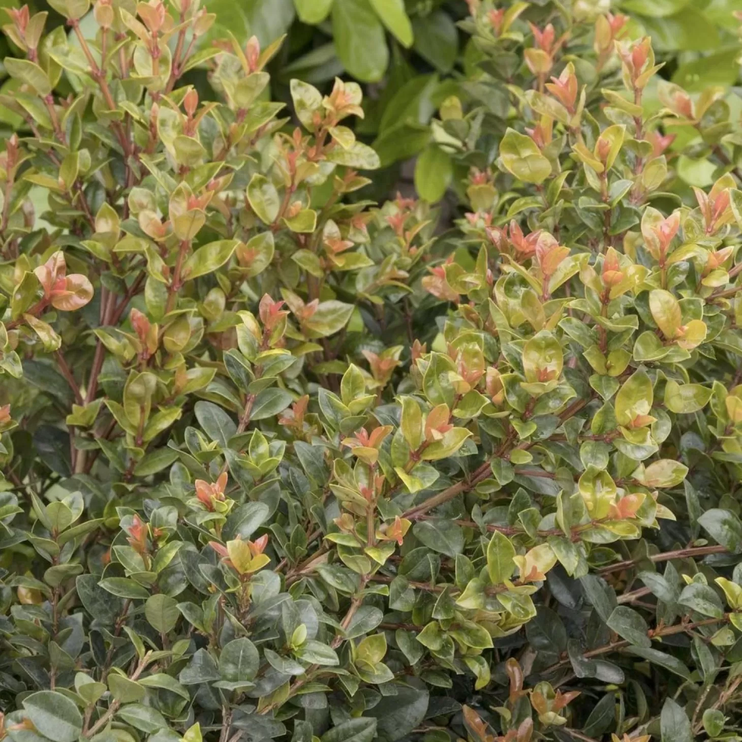 Landscape Plants>Roger's Gardens Syzygium 'Orange Twist' - Orange Twist Brush Cherry - 5 Gallon