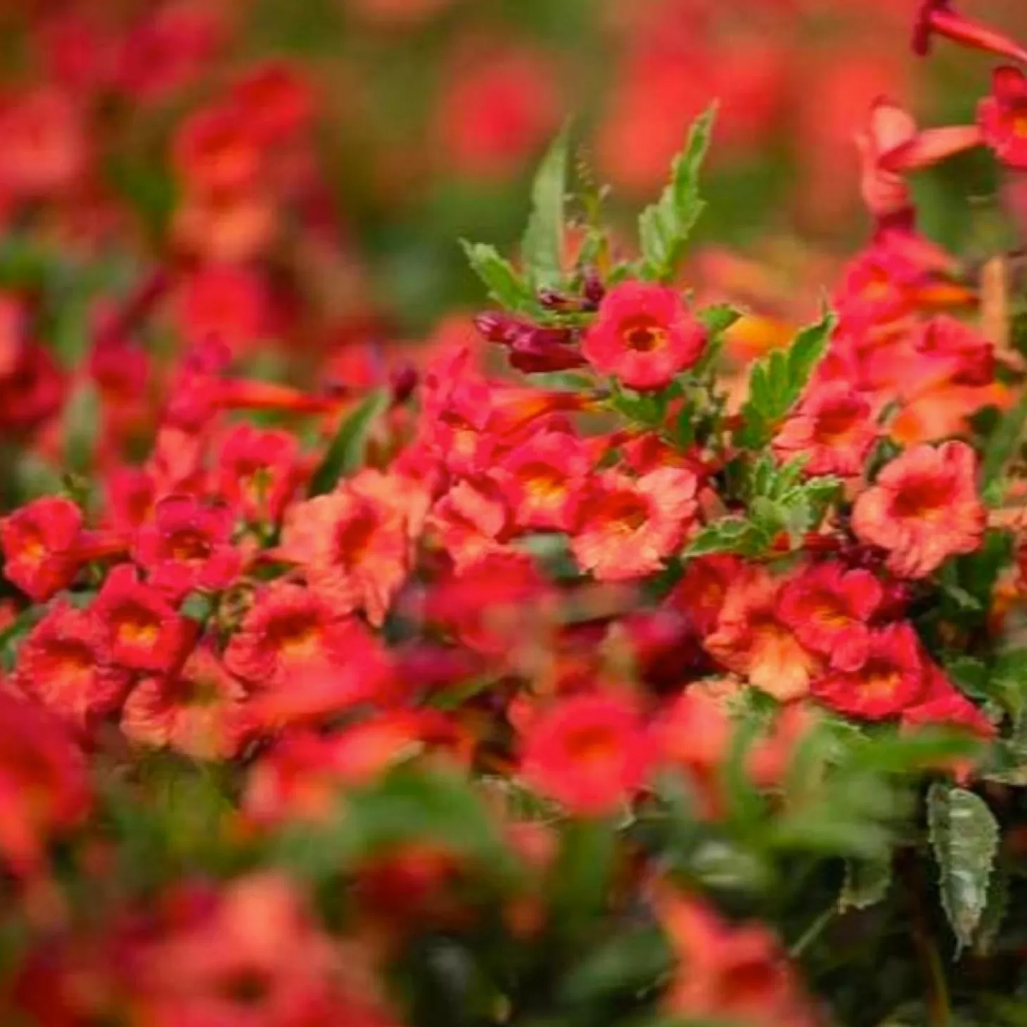 Landscape Plants>Roger's Gardens Tecoma 'stans Red Hot' Pp - Red Hot Cape Honeysuckle - 1 Gallon