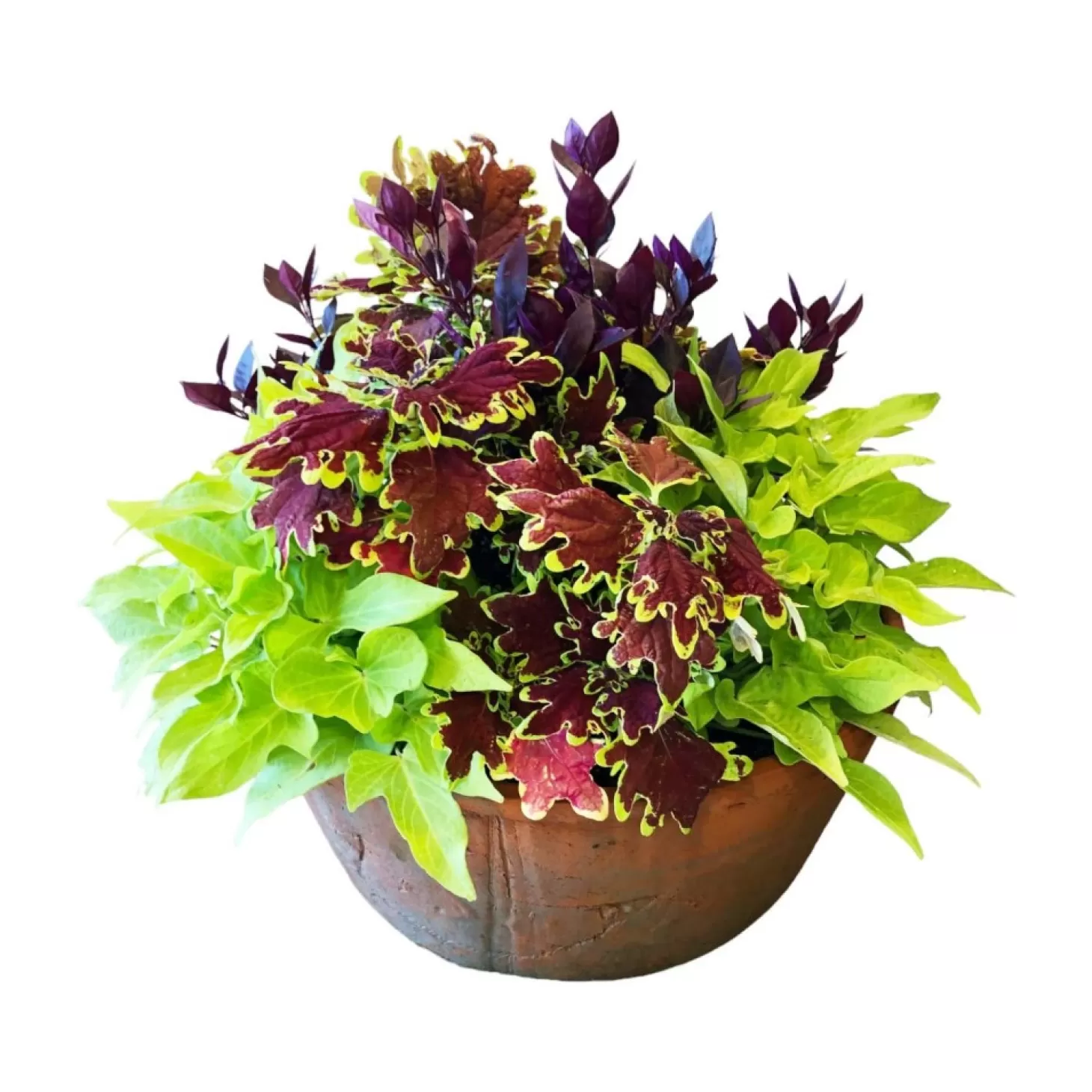 Outdoor Planted Containers>Roger's Gardens Traditional Fall Color In Large Redstone Bowl