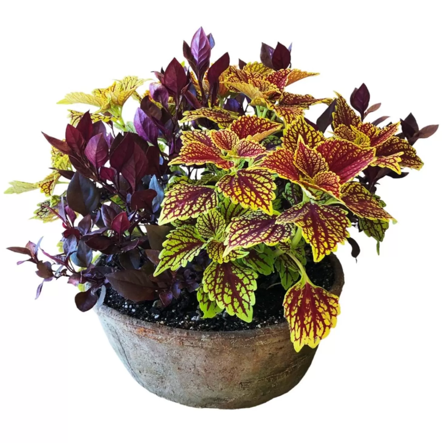 Outdoor Planted Containers>Roger's Gardens Traditional Fall Color In Medium Redstone Bowl