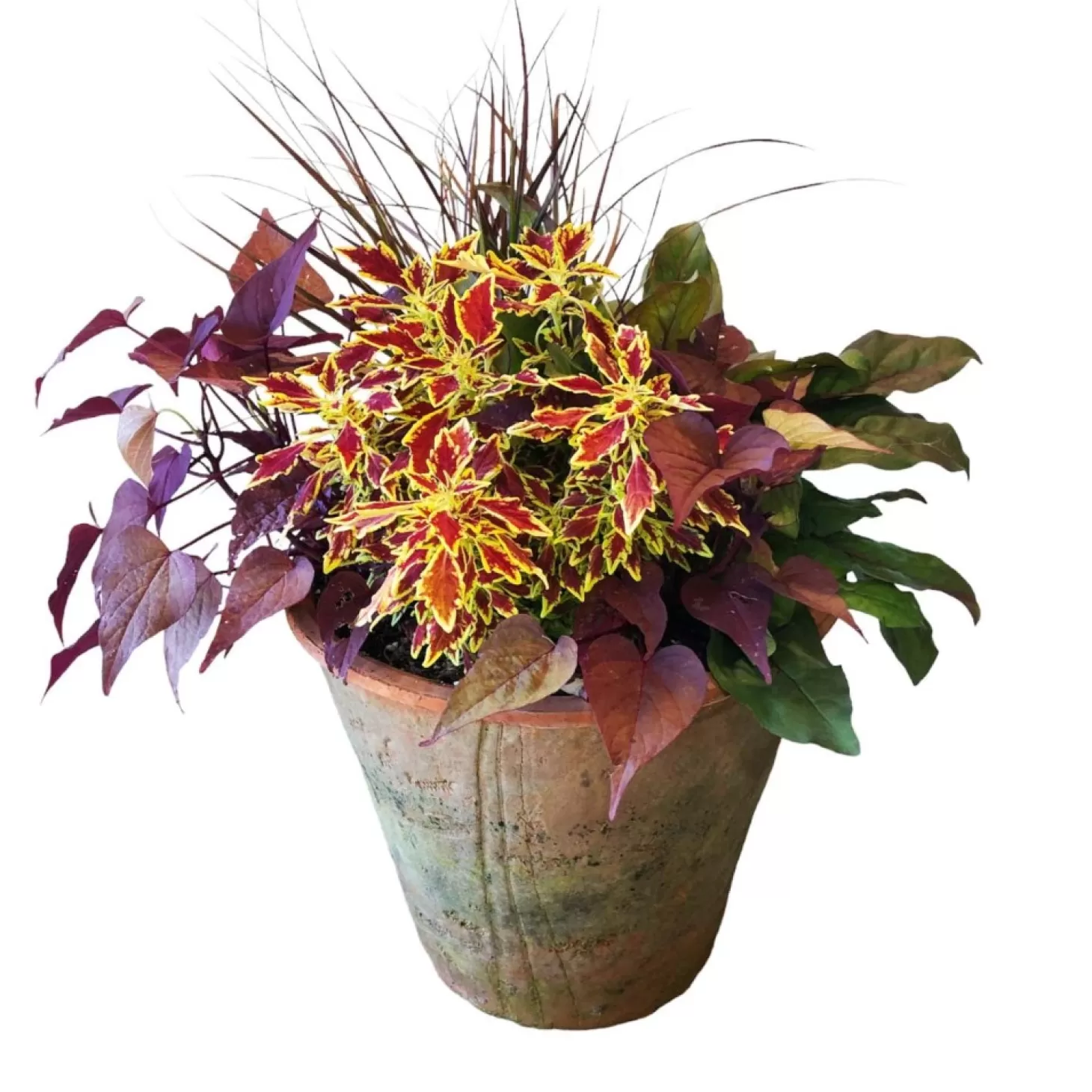 Outdoor Planted Containers>Roger's Gardens Traditional Fall Color In Redstone Flare Pot
