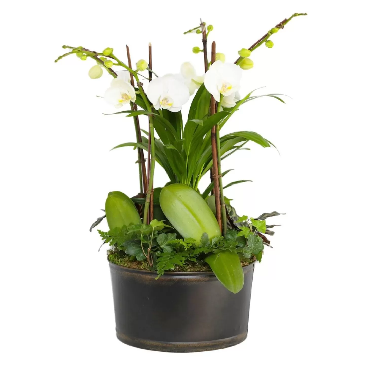 Original Design Arrangements>Roger's Gardens White Orchids In Large Black And Copper Low Tin
